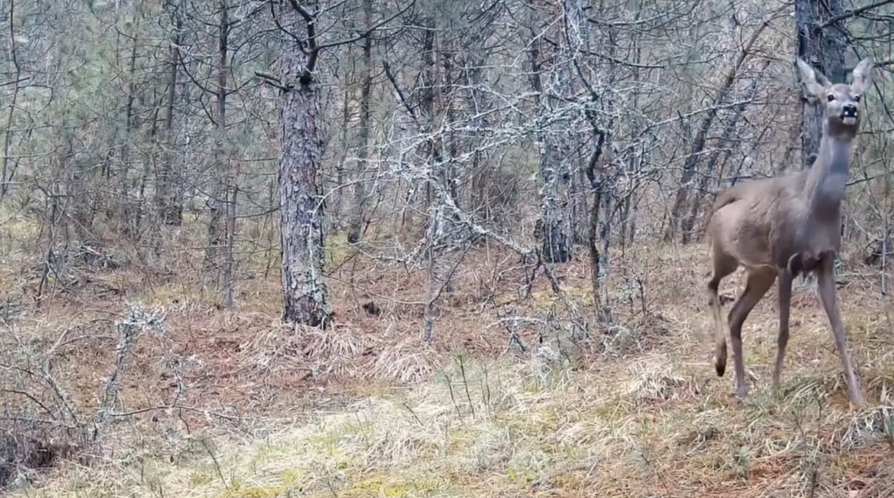KARABÜK’TE KARACALAR HEM FOTOKAPAN HEM DE CEP TELEFONU KAMERALARIYLA GÖRÜNTÜLENDİ.