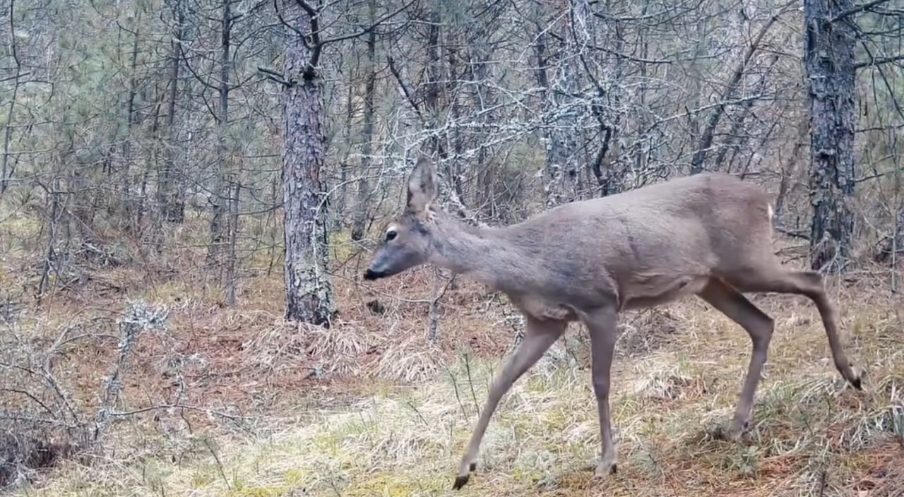 KARABÜK’TE KARACALAR HEM FOTOKAPAN HEM DE CEP TELEFONU KAMERALARIYLA GÖRÜNTÜLENDİ.