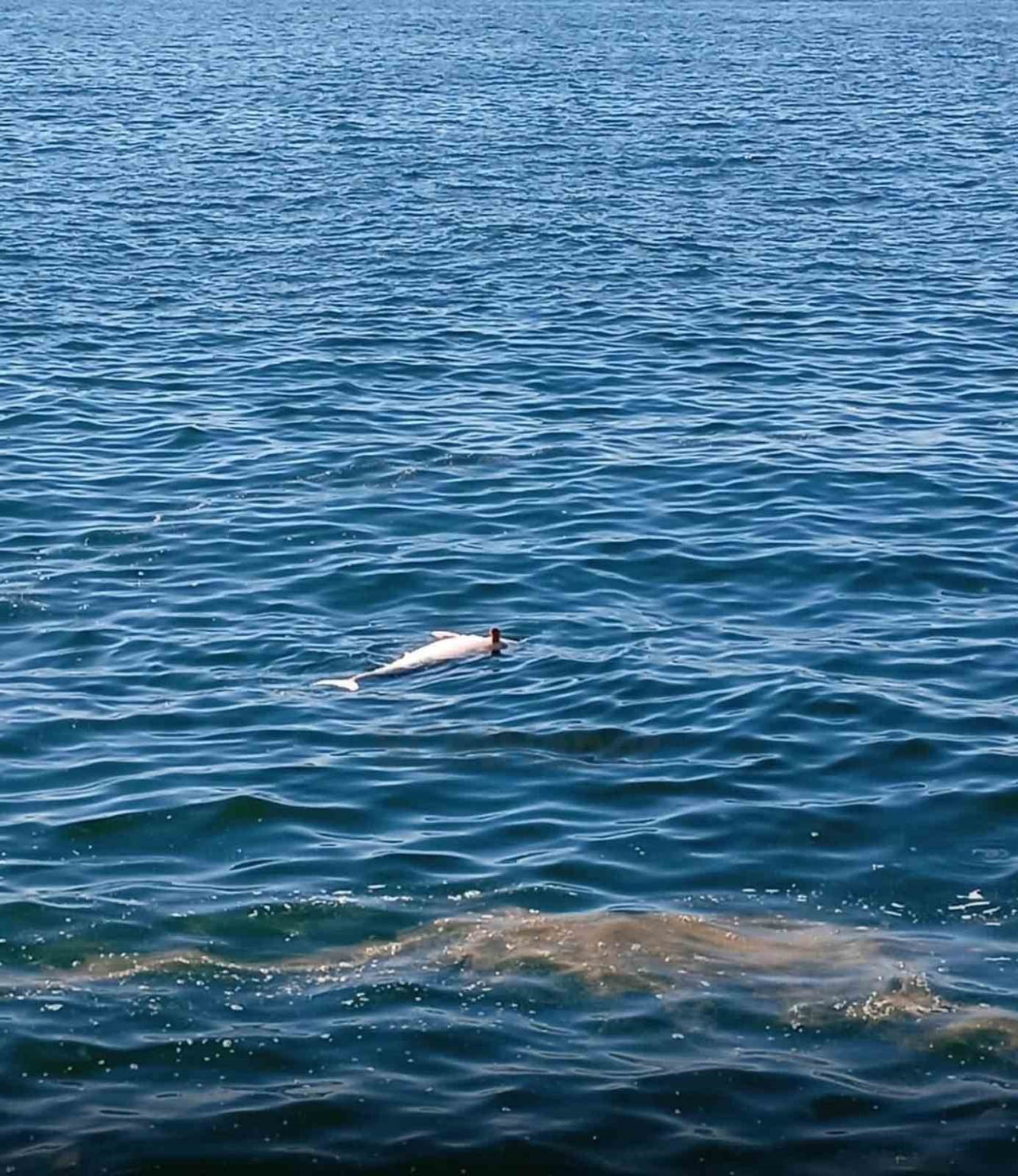 KARADENİZ EREĞLİ İLÇESİNDE SAHİLDE ÖLÜ HALDE BİR YUNUS BULUNDU.