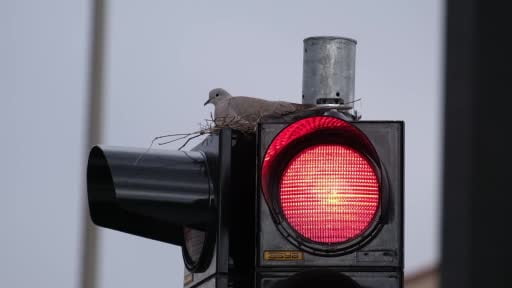 Karaman’ın en işlek kavşağındaki trafik lambasına yuva yapan kumru görenleri şaşırtıyor