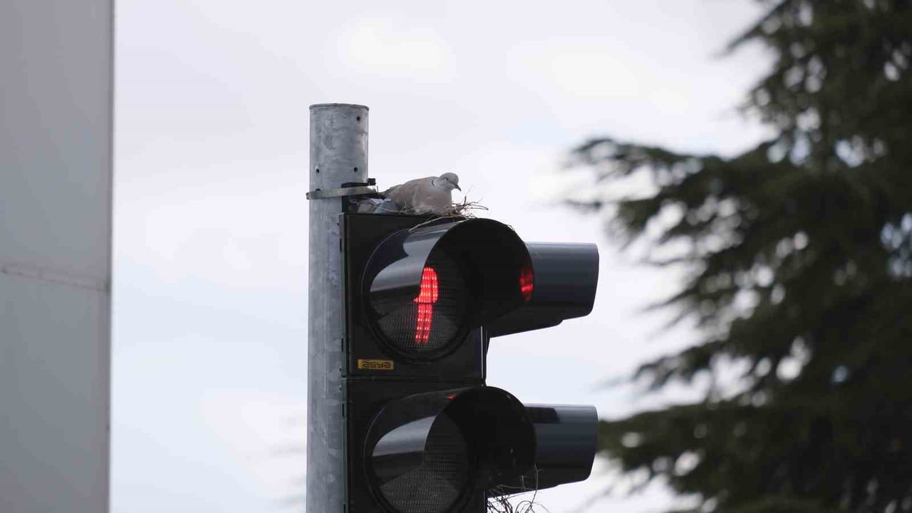 KARAMAN’IN EN İŞLEK KAVŞAĞINDAKİ TRAFİK LAMBASININ ÜZERİNE YUVA YAPAN KUMRUYU GÖRENLER...
