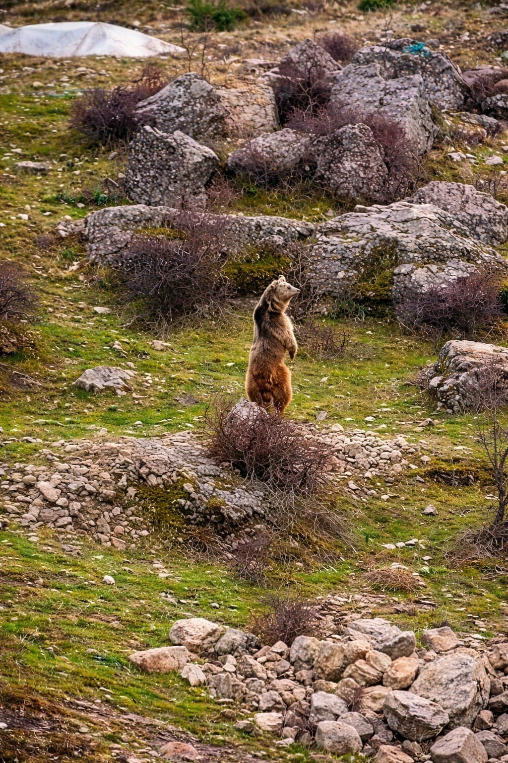 KARLARIN ERİMESİ VE BAHARIN GELMESİYLE BİRLİKTE UYANAN İKİ AYI YAVRUSU, EMİR ŞABAN MAHALLESİ’NDE...
