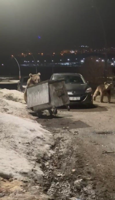 KARS'IN SARIKAMIŞ İLÇESİNDE YERLEŞİM ALANINA İNEN BOZAYILAR, ÇÖPTE YİYECEK ARARKEN...