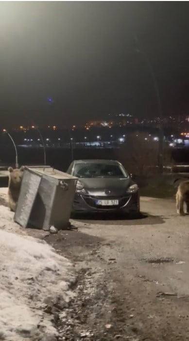 KARS'IN SARIKAMIŞ İLÇESİNDE YERLEŞİM ALANINA İNEN BOZAYILAR, ÇÖPTE YİYECEK ARARKEN...