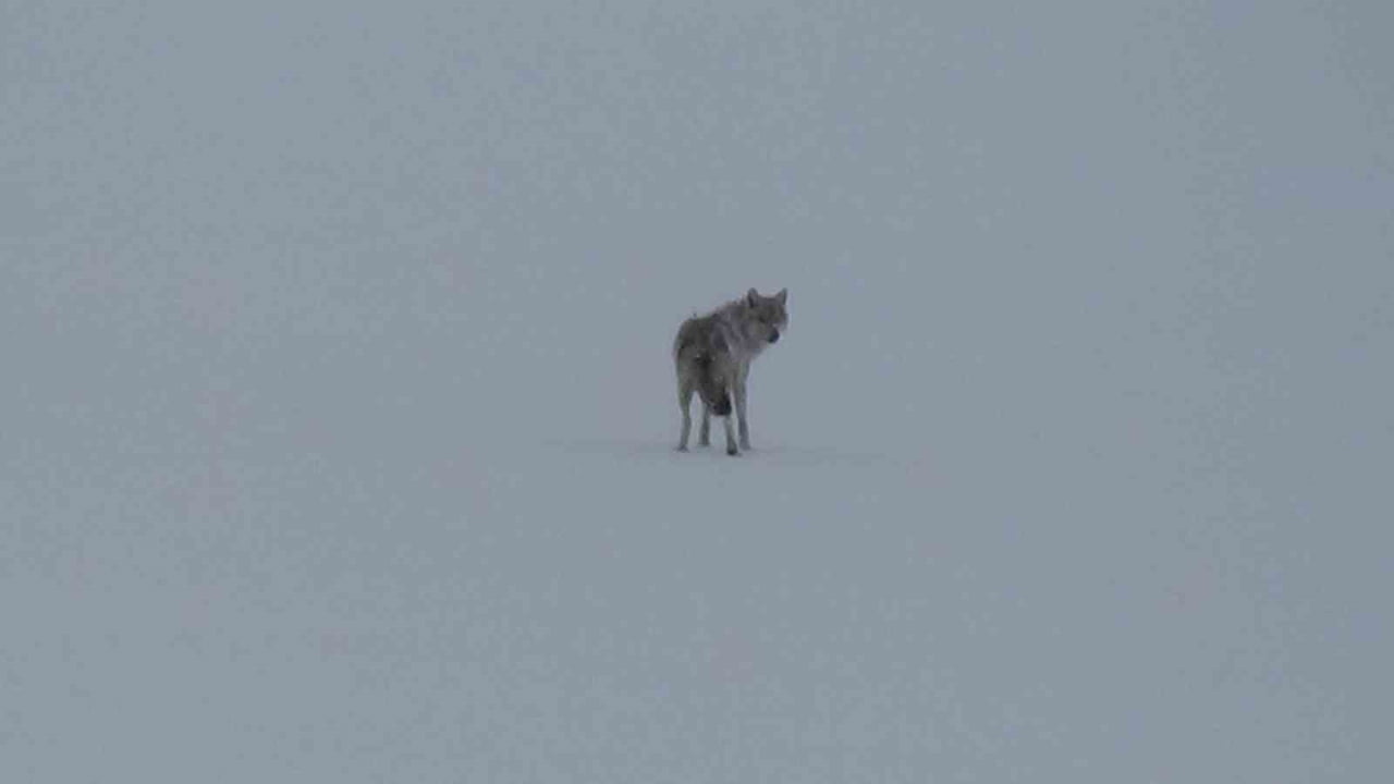KARS-BOĞATEPE KARA YOLUNDA YALNIZ BAŞINA İLERLEYEN KURT, ANBEAN KAMERAYLA KAYDEDİLDİ.