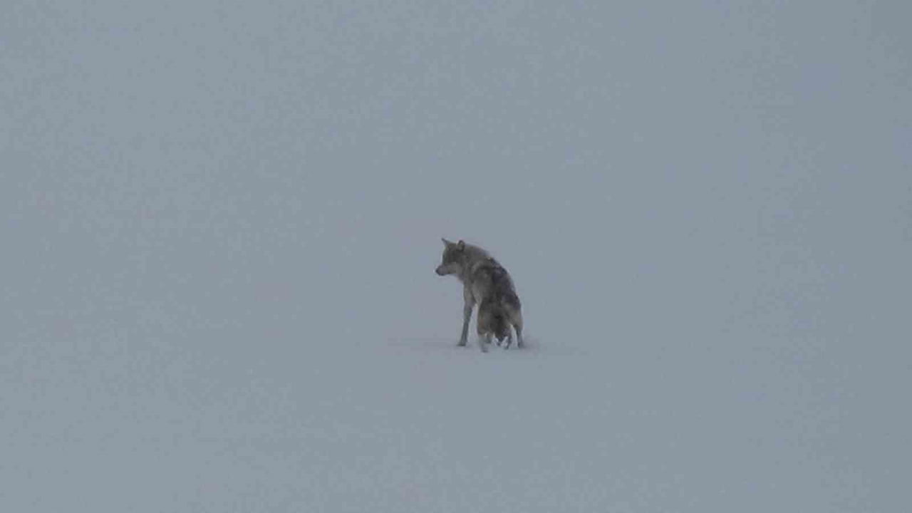 KARS’TA ETKİSİNİ SÜRDÜREN KIŞ, YABAN HAYATINDAN DİKKAT ÇEKİCİ ANLARA SAHNE OLMAYA DEVAM EDİYOR....