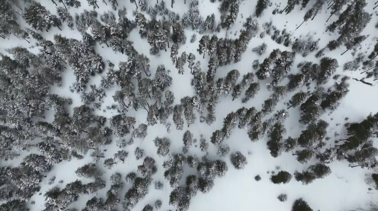 KARS’TA SARIÇAM ORMANLARI BEYAZA BÜRÜNDÜ, TARIM ARAZİLERİ KAR ALTINDA(IŞIK ÇAPANOĞLU-MUHAMMET SEFA...