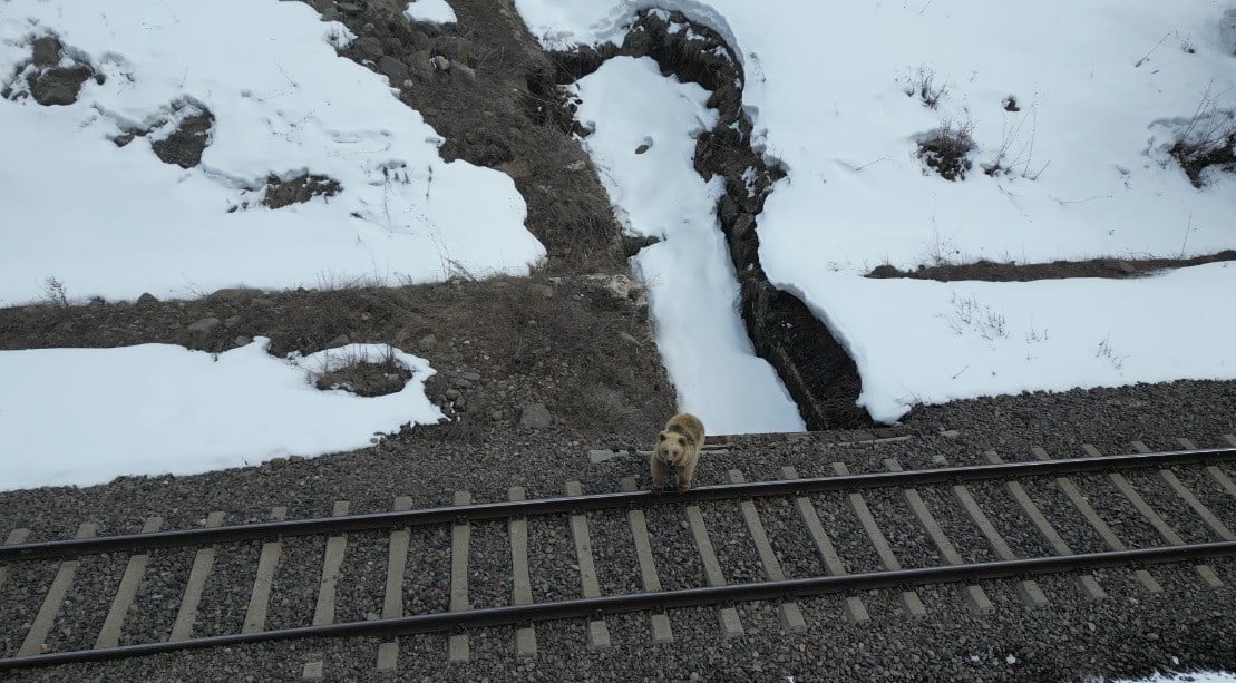KARS’TA YİYECEK ARAYIŞINA ÇIKAN BİR BOZ AYI, HAVADA SÜZÜLEN DRON İLE KARŞILAŞINCA İLGİNÇ ANLARA...