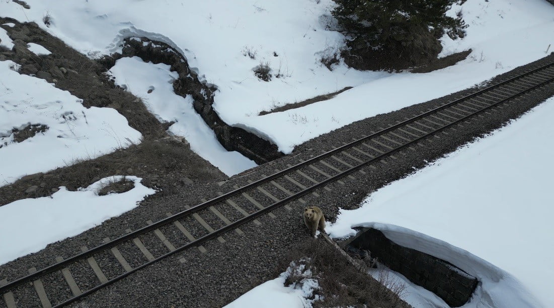 KARS’TA YİYECEK ARAYIŞINA ÇIKAN BİR BOZ AYI, HAVADA SÜZÜLEN DRON İLE KARŞILAŞINCA İLGİNÇ ANLARA...