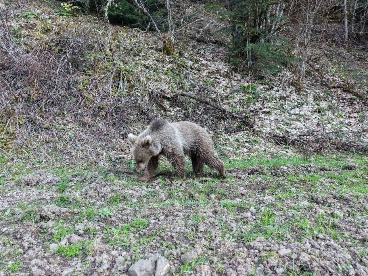 KASTAMONU'DA BAHARIN GELMESİYLE BİRLİKTE KIŞ UYKUSUNDAN UYANAN AYILAR, ORMANLIK ALANDA BESLENİRKEN...