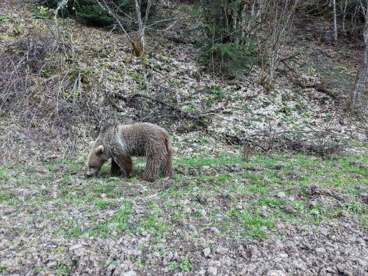 KASTAMONU'DA BAHARIN GELMESİYLE BİRLİKTE KIŞ UYKUSUNDAN UYANAN AYILAR, ORMANLIK ALANDA BESLENİRKEN...