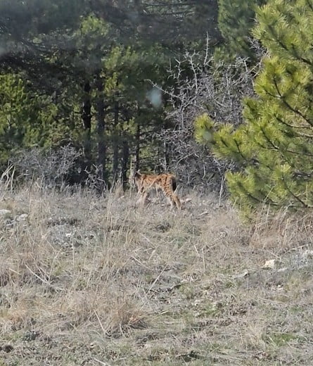 KASTAMONU’NUN TOSYA İLÇESİNDE ORMANLIK ALANDA NESLİ TÜKENME TEHLİKESİ ALTINDAKİ VAŞAK, ORMANLIK...