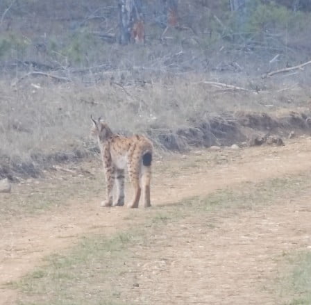 KASTAMONU’NUN TOSYA İLÇESİNDE ORMANLIK ALANDA NESLİ TÜKENME TEHLİKESİ ALTINDAKİ VAŞAK, ORMANLIK...