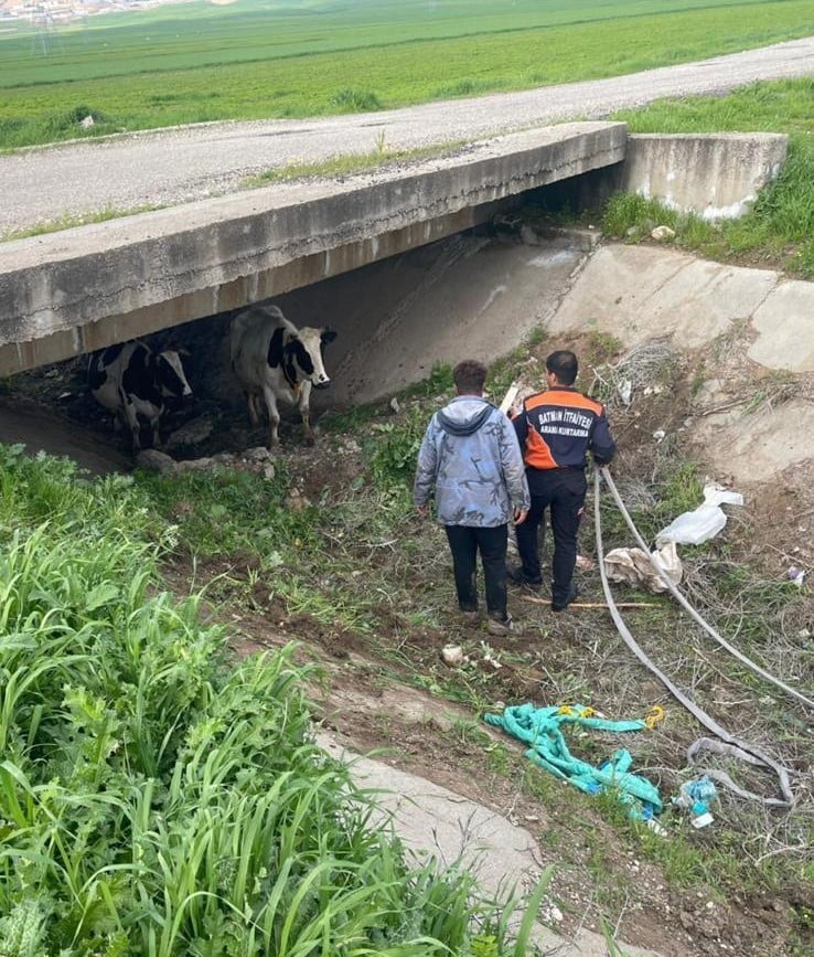 KAYBOLAN İKİ İNEK, İTFAİYE EKİPLERİNİN YÜRÜTTÜĞÜ ÇALIŞMA SONUCU KÖPRÜ ALTINDA...