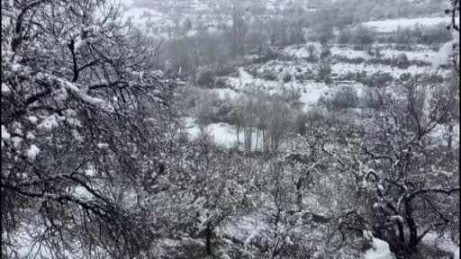 Kayısı bahçeleri kar altında