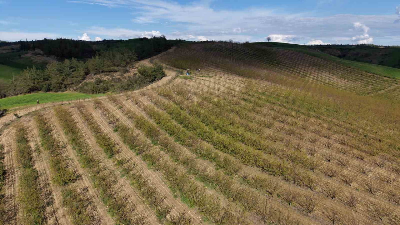 KAYISI BAHÇESİ DRONE DETAY