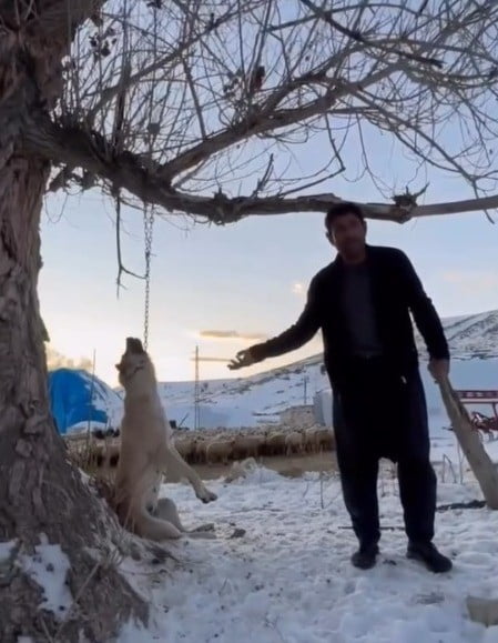 KAYSERİ'NİN PINARBAŞI İLÇESİNDE YEMEK YETMEDİĞİNİ İLERİ SÜREREK ZİNCİRLE AĞACI ASTIĞI KÖPEĞİN...