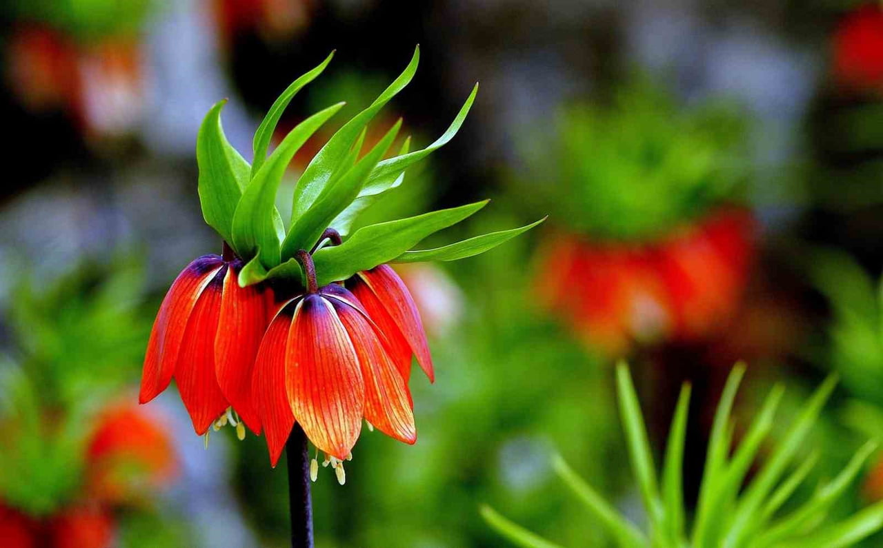 KEMALİYE DAĞLARINDA TERS LALELER AÇTI