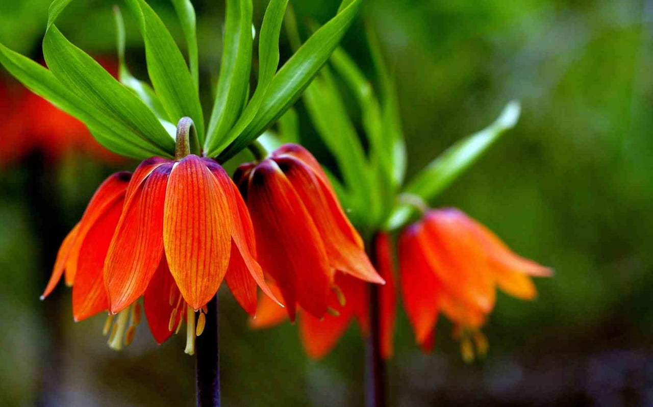 KEMALİYE DAĞLARINDA TERS LALELER AÇTI