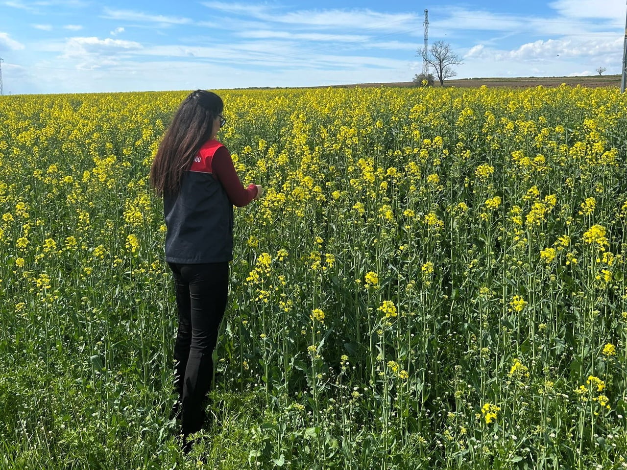 KIRKLARELİ'NİN PEHLİVANKÖY İLÇESİNDE ÇİÇEK AÇAN KANOLA BİTKİNİNİN FİZYOLOJİK GELİŞİMİ VE TOPRAK...