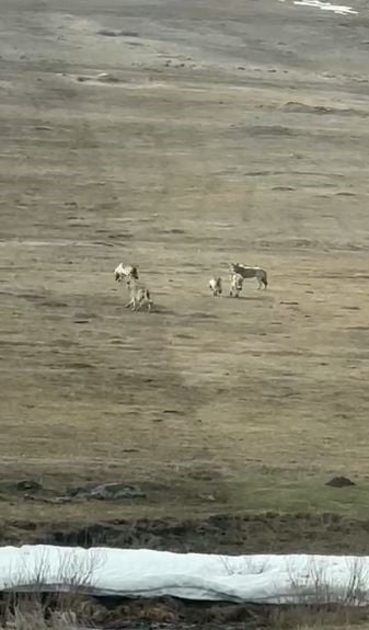 KIŞ ŞARTLARININ ETKİSİNİ SÜRDÜRDÜĞÜ ARDAHAN’DA YİYECEK ARAYIŞINA ÇIKAN KURTLAR, SÜRÜ HALİNDE...