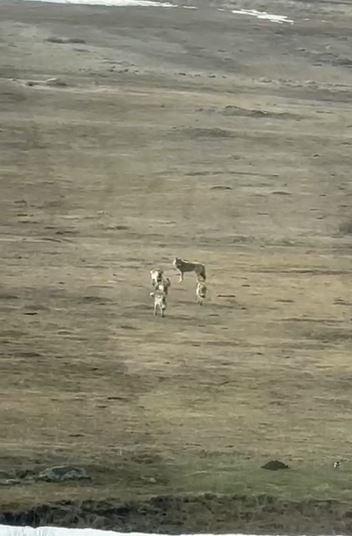 KIŞ ŞARTLARININ ETKİSİNİ SÜRDÜRDÜĞÜ ARDAHAN’DA YİYECEK ARAYIŞINA ÇIKAN KURTLAR, SÜRÜ HALİNDE...