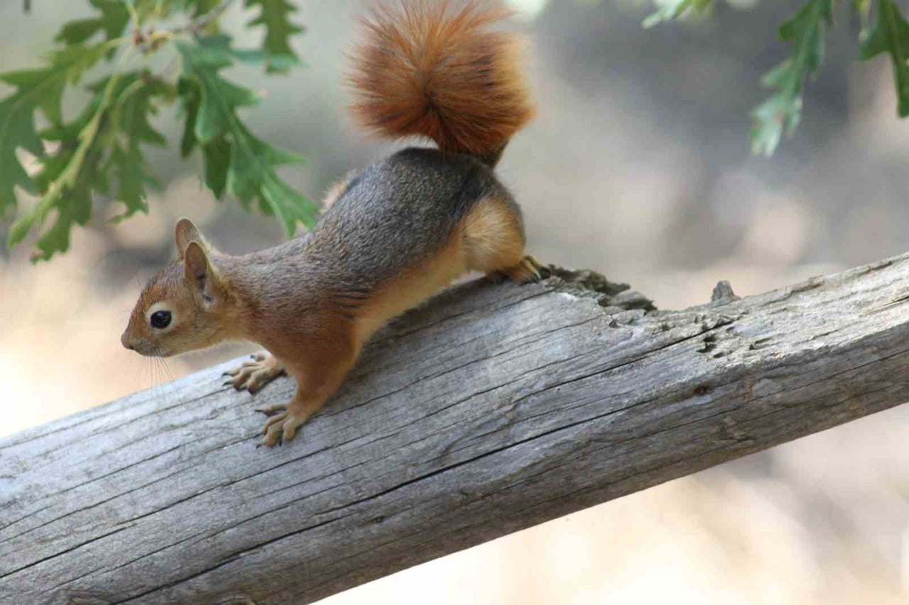 KIZIL SİNCAP PİKNİKÇİLERİN NEŞESİ OLDU