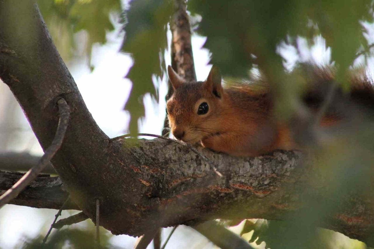 KIZIL SİNCAP PİKNİKÇİLERİN NEŞESİ OLDU