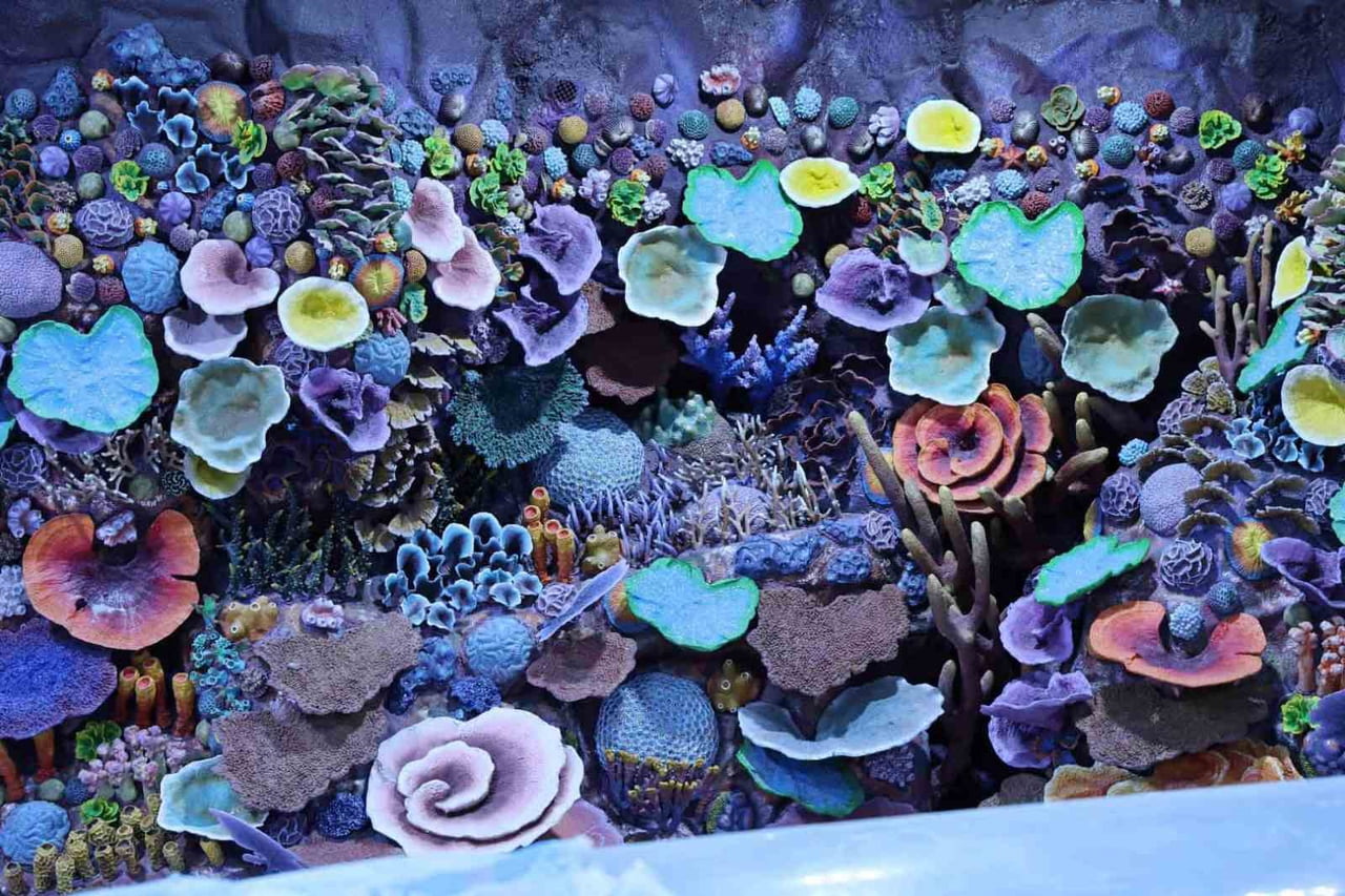 KOCAELİ'YE KAZANDIRILACAK "AKVARYUM PROJESİ’NDE" GERİ SAYIM BAŞLADI. TÜRKİYE’DE İLK OLACAK TATLI...