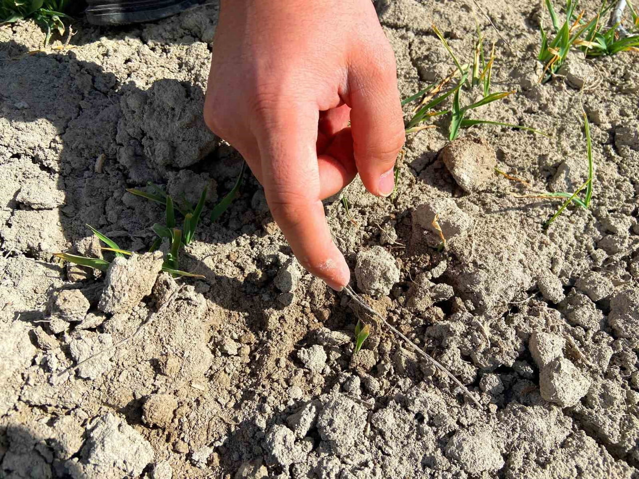 KONYA’DA SON AYLARDA YER YER ETKİLİ OLAN YAĞIŞLAR VE ARTAN HUBUBAT EKİM ALANLARI, REKOLTEDE ARTIŞ...