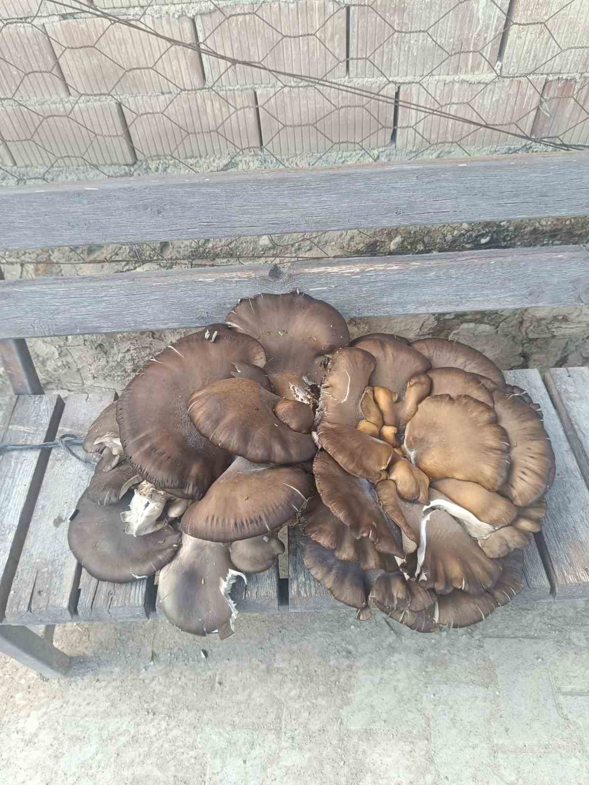 KONYA’NIN BEYŞEHİR İLÇESİNDE DOĞADA BULUNAN YAKLAŞIK 10 KİLOLUK MANTAR İLGİ ODAĞI OLDU.