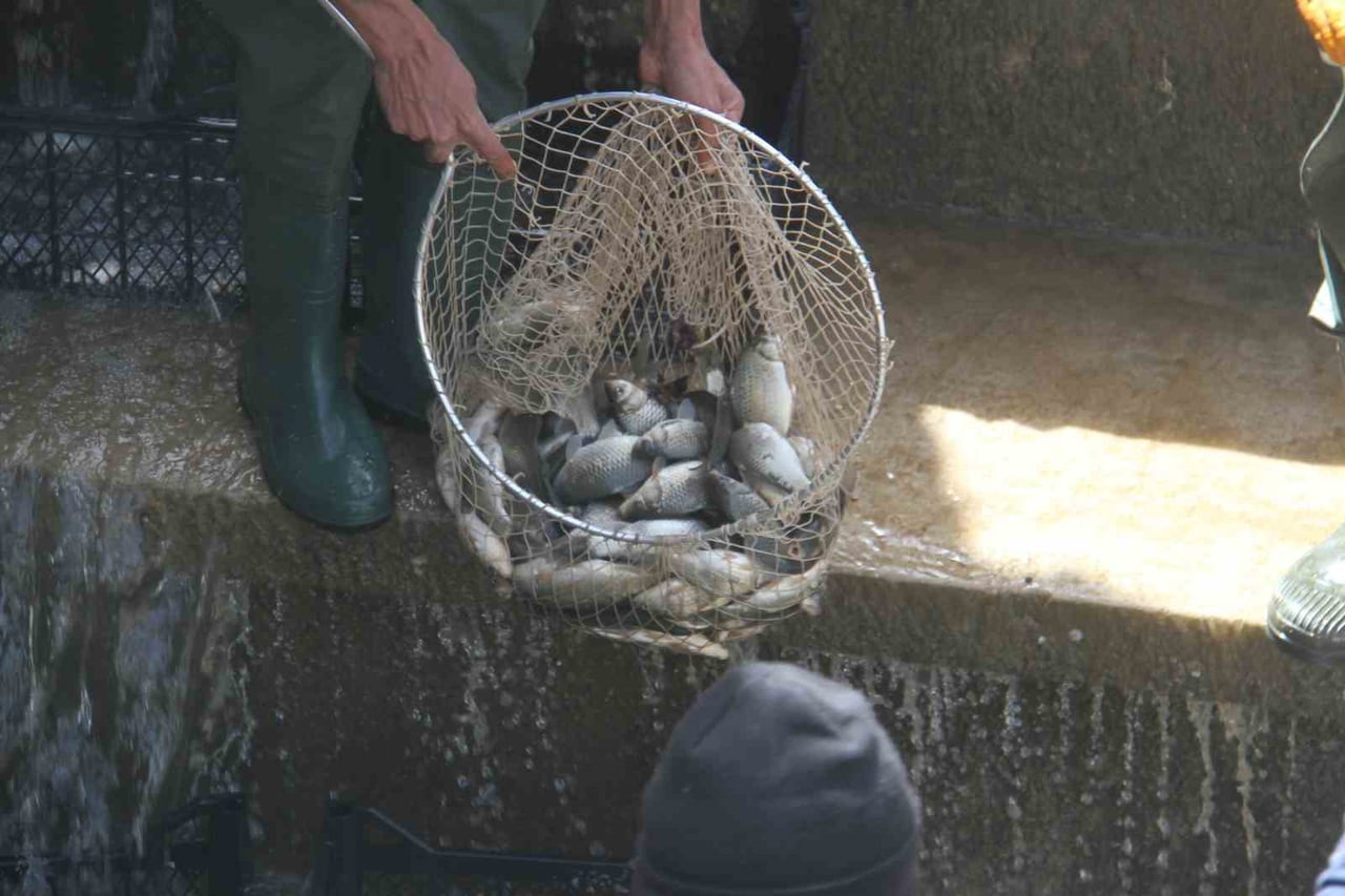 KONYA’NIN BEYŞEHİR İLÇESİNDEKİ BEYŞEHİR GÖLÜ’NDEN KANALA SÜRÜKLENEREK MAHSUR KALAN YÜZBİNLERCE...