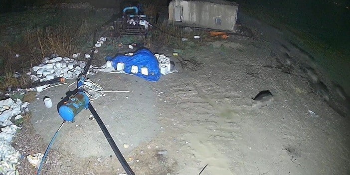 KONYA’NIN KARAPINAR İLÇESİNDE DOMUZ SÜRÜSÜ YERLEŞİM ALANINA İNDİĞİ ANLAR GÜVENLİK KAMERASINA...