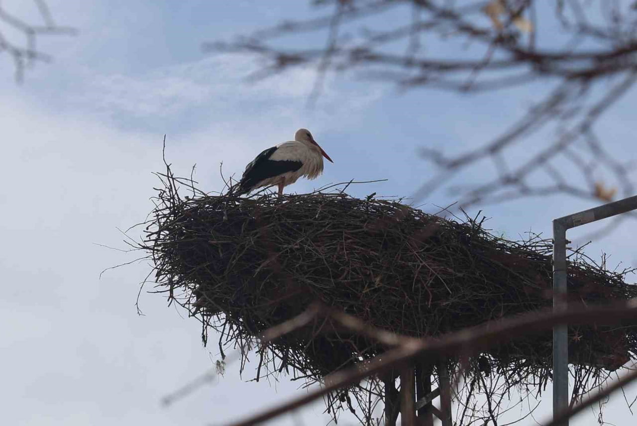 KONYA ŞEHİR MERKEZİNDE BAHARIN HABERCİSİ LEYLEKLER, BU YIL DA YILLARDIR YUVA TUTTUKLARI DİREĞE...
