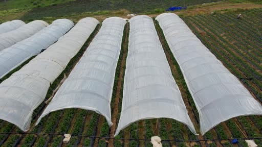 Köprübaşı Çileği bu sene de çiftçinin yüzünü güldürdü