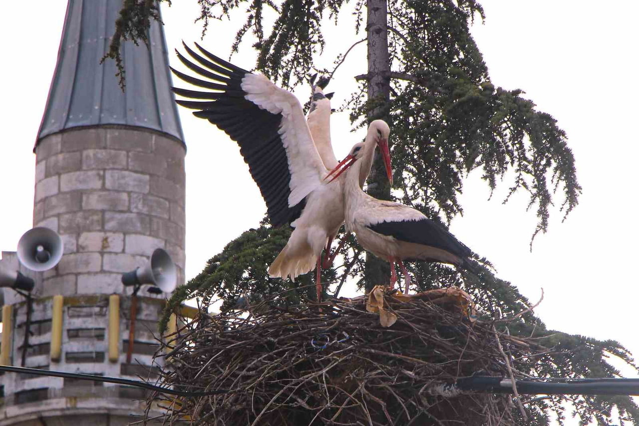 KÖYDEKİ ELEKTRİK DİREKLERİNE YAPTIKLARI YUVALARINDA YUMURTADAN ÇIKAN YAVRULARINI BESLEYİP BÜYÜTEN...