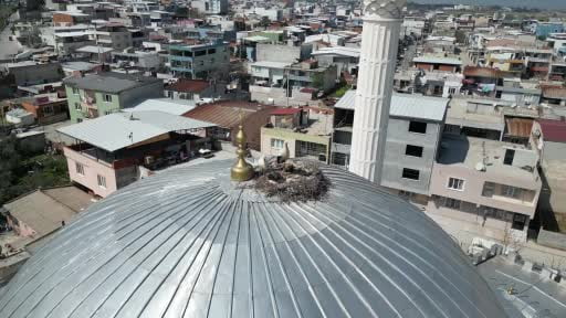 Kubbedeki leylekler mahalle yaşantısına renk katıyor