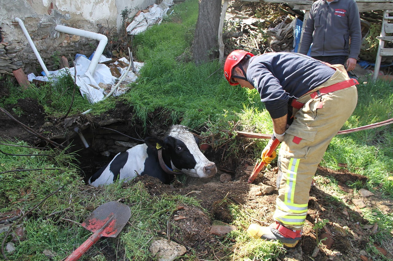 KULA İLÇE KIRSALINDA OTLARKEN KUYUYA DÜŞEN GEBE İNEK, İTFAİYE VE VATANDAŞLAR TARAFINDAN...