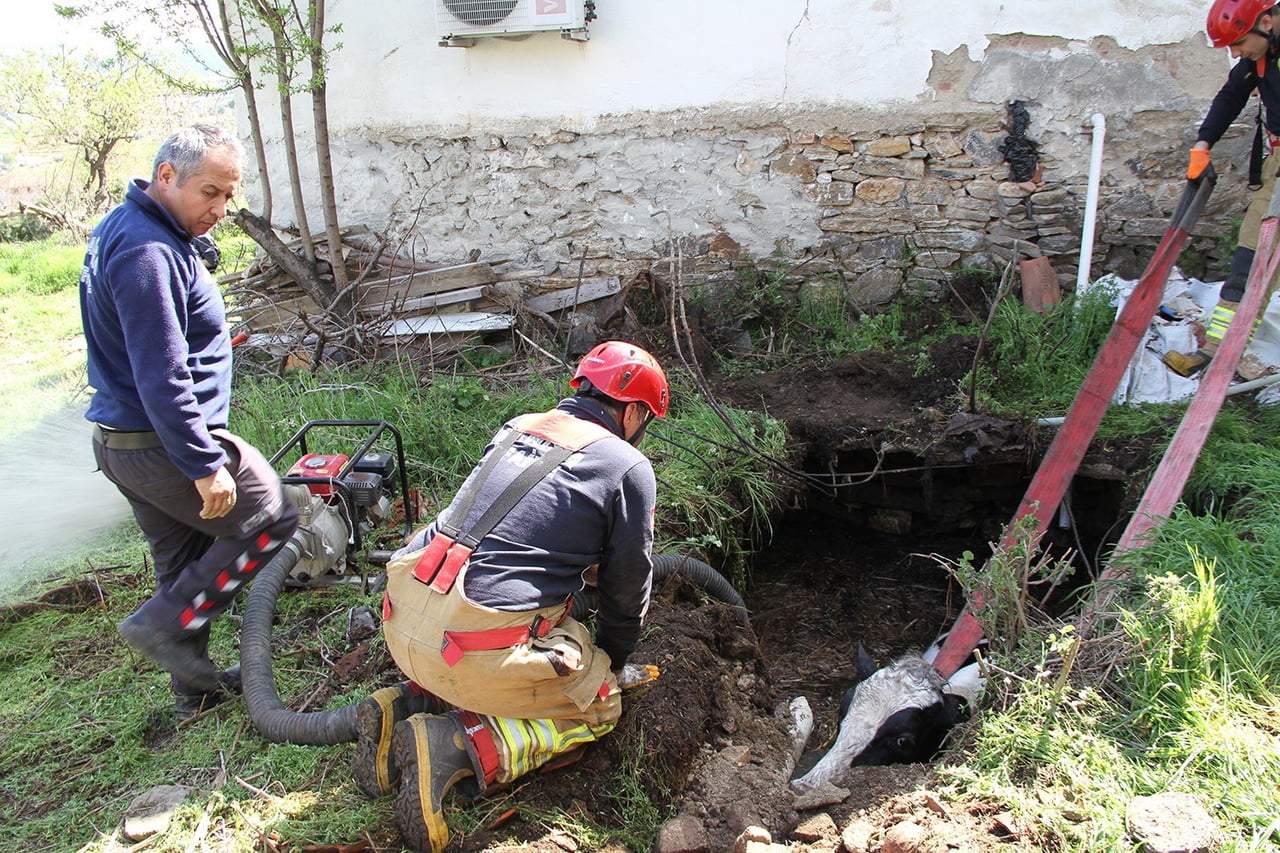 KULA İLÇE KIRSALINDA OTLARKEN KUYUYA DÜŞEN GEBE İNEK, İTFAİYE VE VATANDAŞLAR TARAFINDAN...
