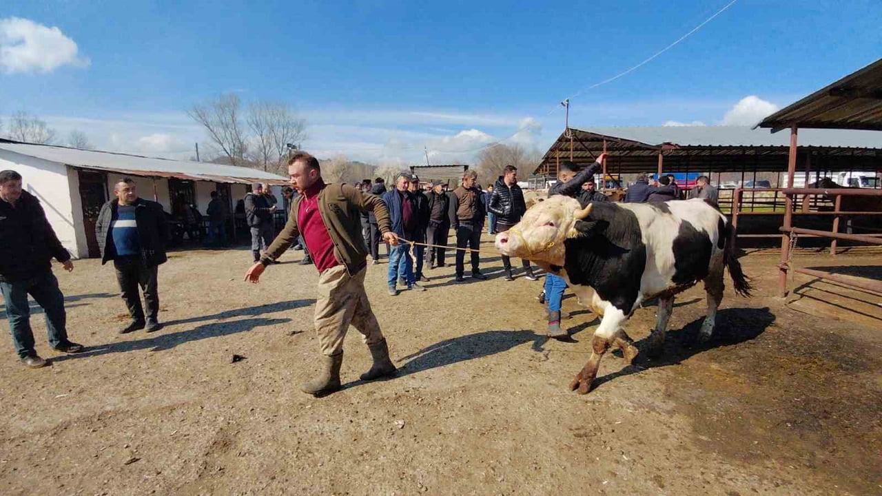 KURBAN BAYRAMI'NA 1,5 AY KALA BOLU'NUN MUDURNU İLÇESİNDE KURULAN HAYVAN PAZARINDA HAREKETLİLİK...