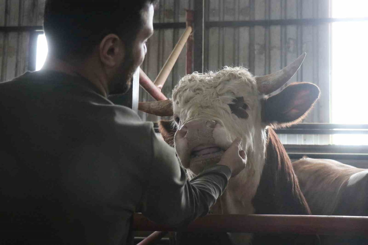 KURBAN BAYRAMI'NA YAKLAŞILIRKEN SAKARYA'DAKİ BESİCİLERDE ERKEN ALIM HAREKETLİLİĞİ...