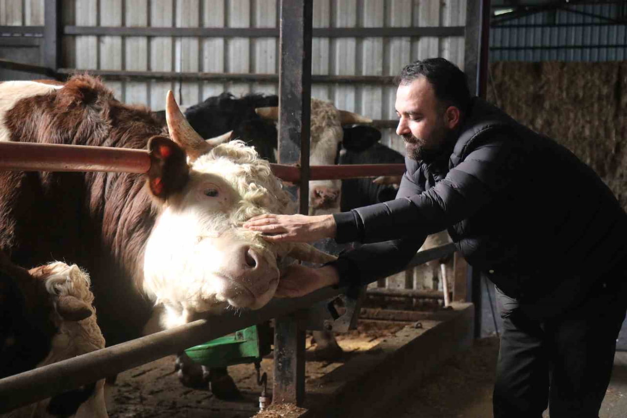 KURBAN BAYRAMI'NA YAKLAŞILIRKEN SAKARYA'DAKİ BESİCİLERDE ERKEN ALIM HAREKETLİLİĞİ...