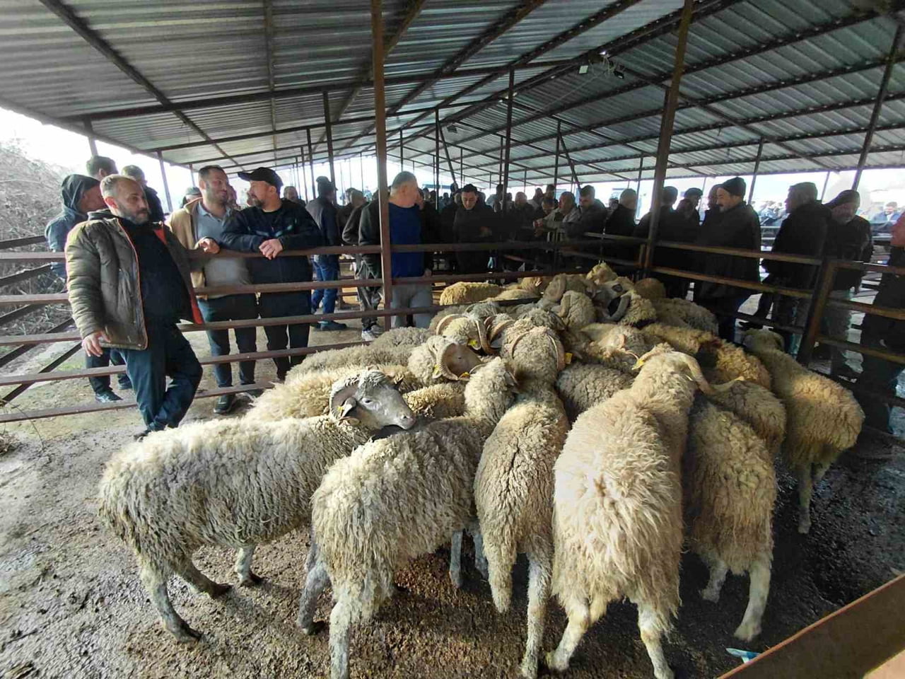 KURBAN BAYRAMI’NA SAYILI GÜNLER KALA BOLU’DAKİ HAYVAN PAZARLARINDA HAREKETLİLİK ARTMAYA BAŞLADI....