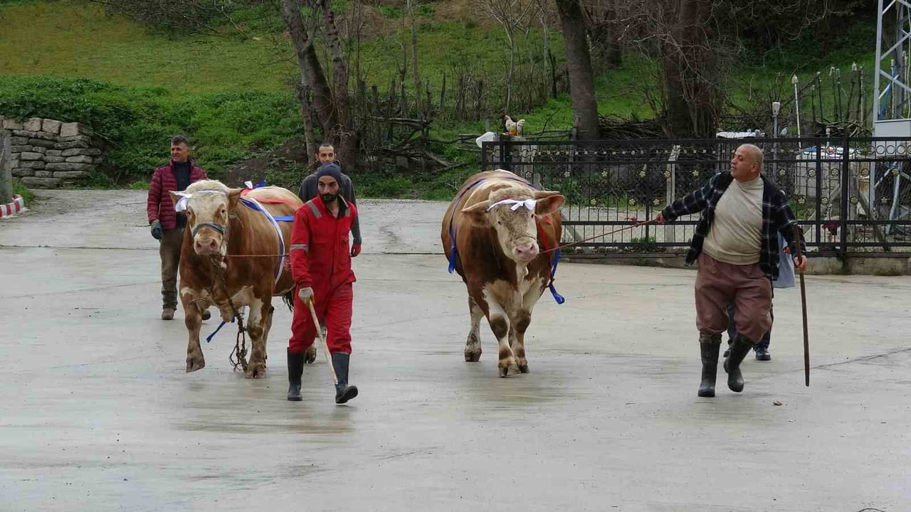 KURBAN BAYRAMI ÖNCESİNDE KURBANLIK SATIŞLARI BAŞLARKEN, SAMSUN’DA BİR BESİCİNİN KAMPANYASI DİKKAT...