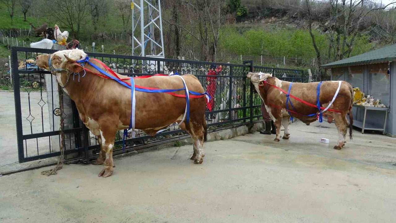 KURBAN BAYRAMI ÖNCESİNDE KURBANLIK SATIŞLARI BAŞLARKEN, SAMSUN’DA BİR BESİCİNİN KAMPANYASI DİKKAT...