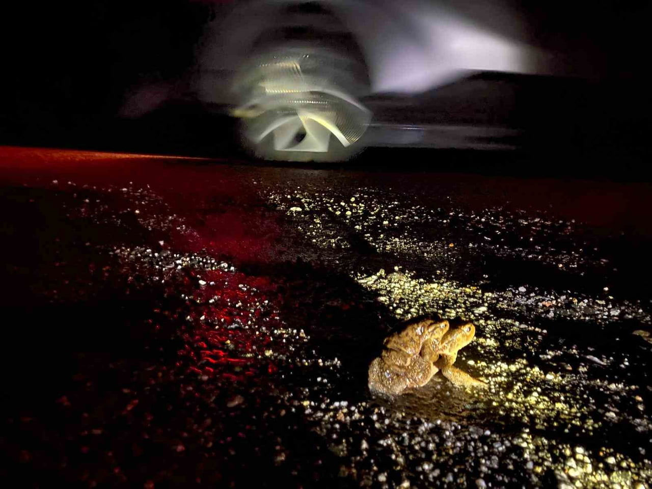 KÜTAHYA'DA 5 BİN YILLIK GÖÇ YENİDEN BAŞLADI