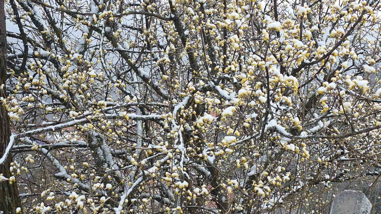 KÜTAHYA'DA NİSAN KARI ÜRETİCİLERİ ENDİŞELENDİRDİ