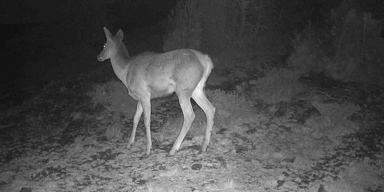 KÜTAHYA'DA YABAN HAYATI FOTOKAPANA TAKILDI