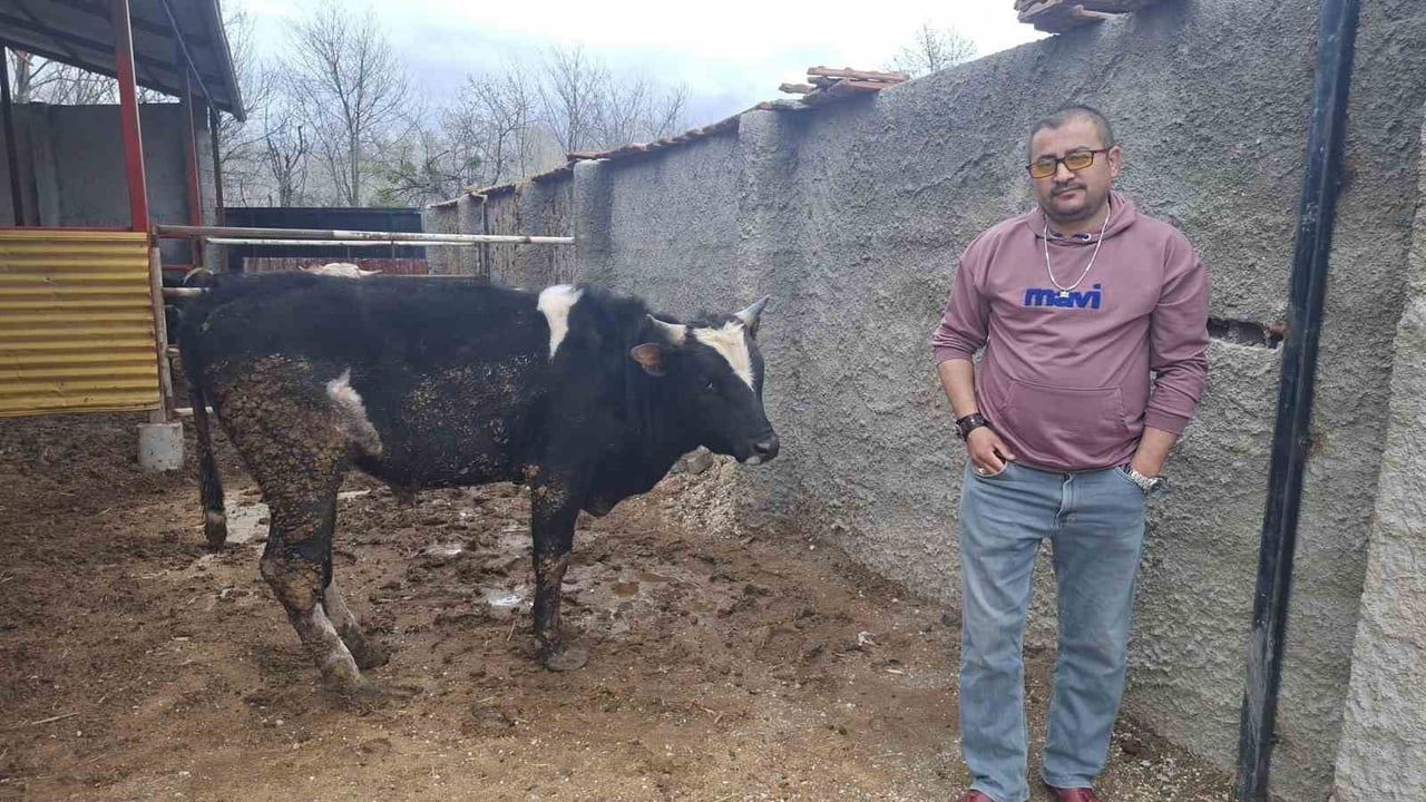 KÜTAHYA'NIN HİSARCIK İLÇESİNDE BİR AHIRIN ÇATISINDAKİ BOĞA HEYKELİNİ GERÇEK SANAN TOSUNUN KORKUP...