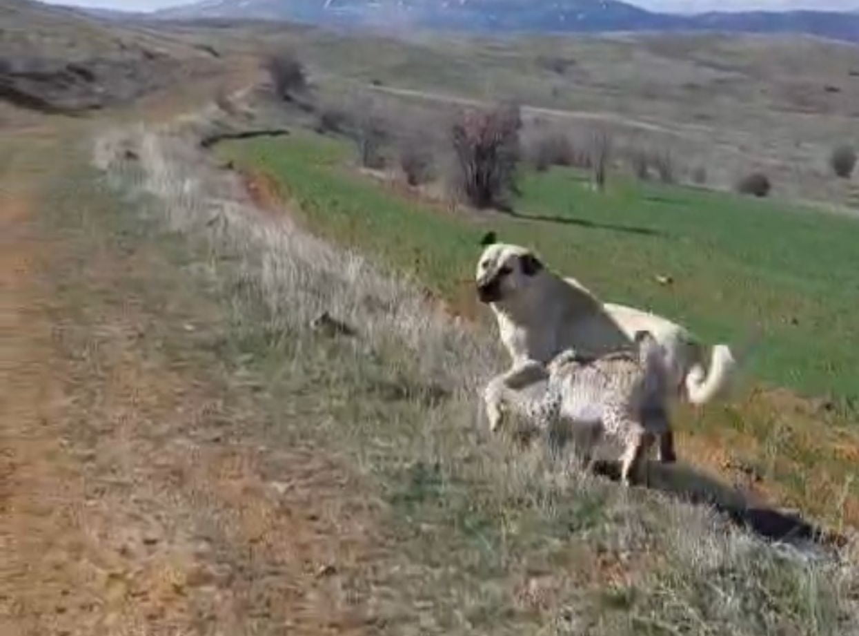 MALATYA'NIN HEKİMHAN İLÇESİNDE NESLİ TÜKENME TEHLİKESİ ALTINDA OLAN VAŞAK İLE BİR KÖPEĞİN KAVGA...